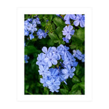 Blue Plambago Flowers (Print Only) thumbnail