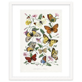 Paul Gervais – Butterfly and Moth Natural History Illustration (1842) thumbnail