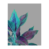 Still Nature (Print Only) thumbnail