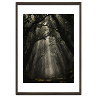 Enchanted Canopy: Mystical Forest Path