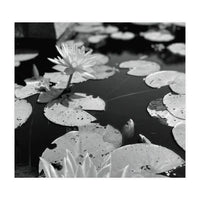 Lotus Pond | Black & White Landscape (Print Only)