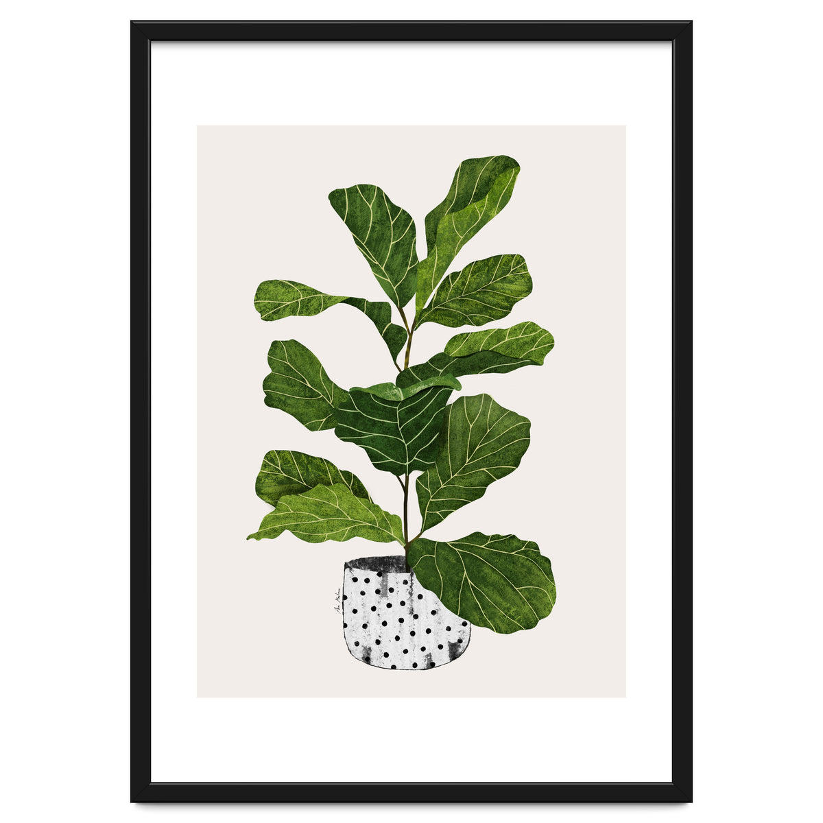Fiddle Leaf Fig Tree Plant