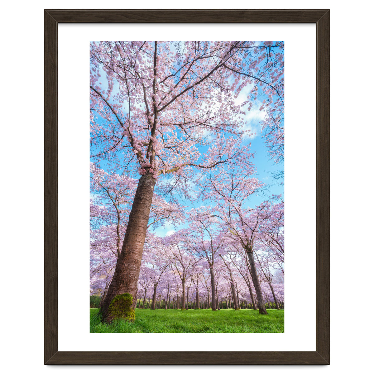 Spring in optima forma