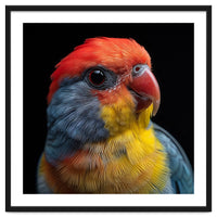 Close Up Colorful Parrot Portrait Vivid Plumage