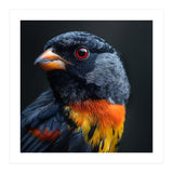 Black Bird With Red Eyes And Orange Chest Feathers (Print Only) thumbnail