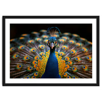 Close Up Peacock Displaying Its Feathers