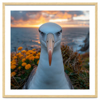 Albatross Bird With Intense Gaze By The Sea