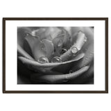 Ethereal Monochromatic Rose Petal Macro thumbnail