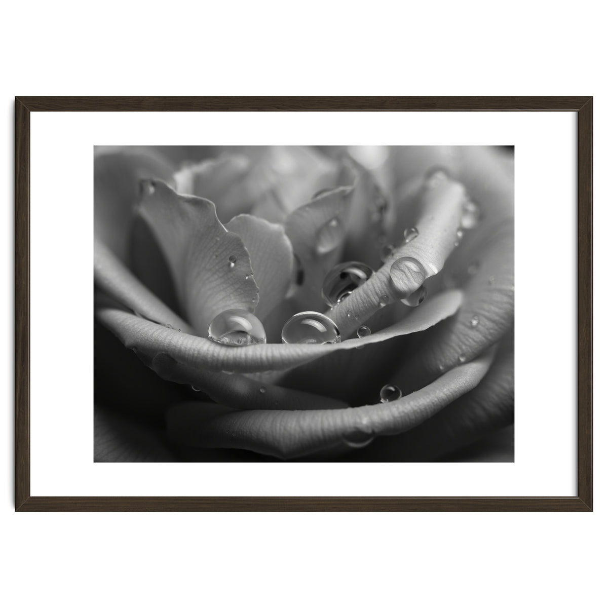 Ethereal Monochromatic Rose Petal Macro