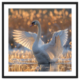 Swan Spreading Wings In Water Sunlight thumbnail