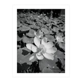 Hylas | Black & White (Print Only) thumbnail