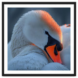Close Up Of A White Swan With Water Droplets thumbnail