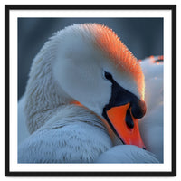 Close Up Of A White Swan With Water Droplets