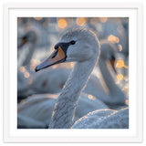 Majestic Swan Close Up With Water Droplets thumbnail
