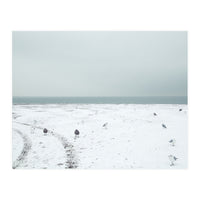 Seagulls in the winter snow beach (Print Only)