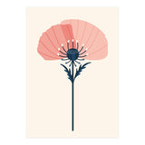 Pink Half Poppy (Print Only) thumbnail