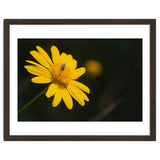 SUNFLOWER. thumbnail