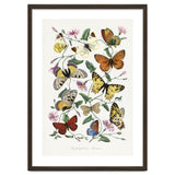 Paul Gervais – Butterfly and Moth Natural History Illustration (1842) thumbnail