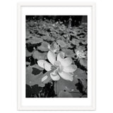 Hylas | Black & White thumbnail
