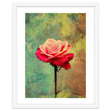 A Vibrant Red Rose thumbnail