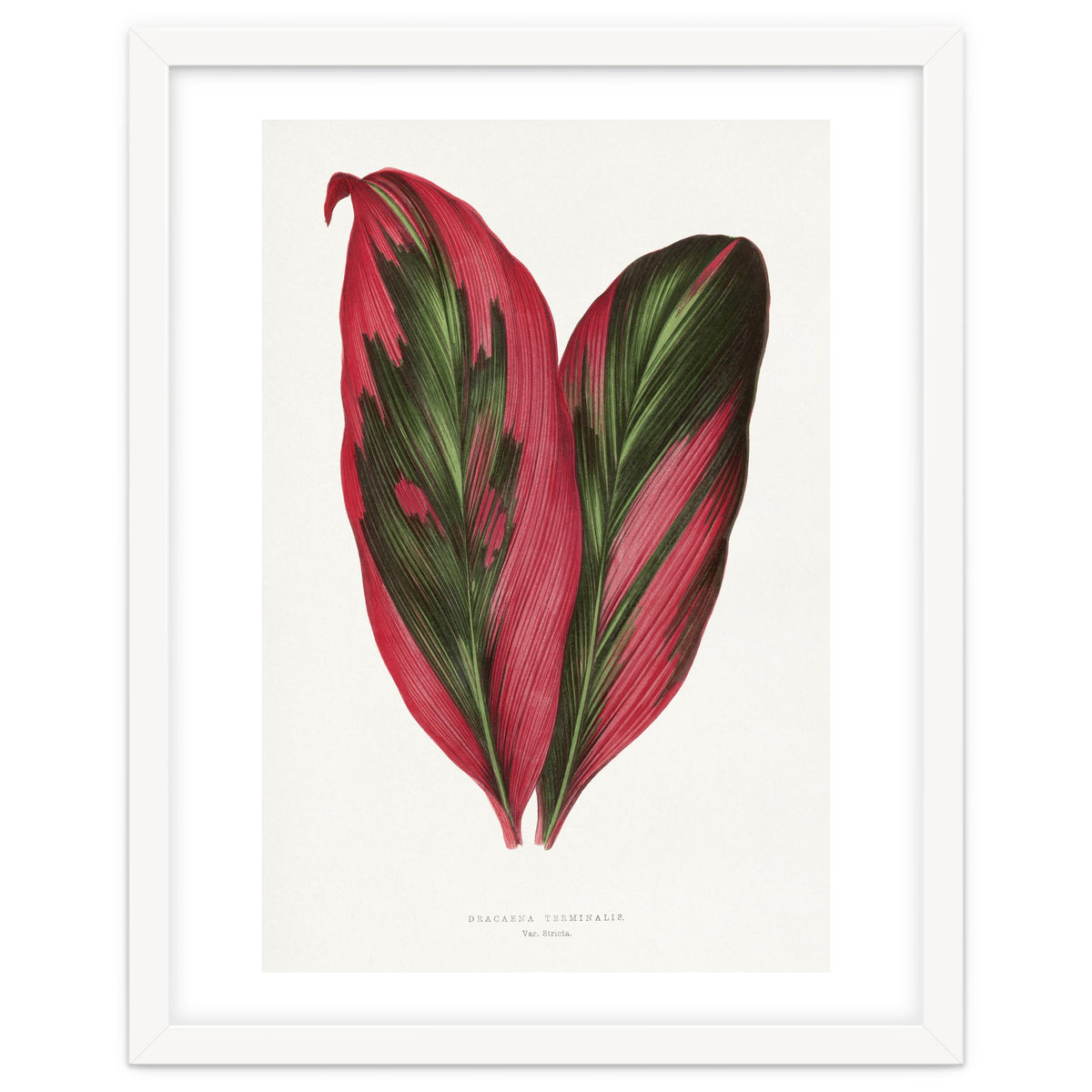 Alexander Francis Lydon & Benjamin Fawsett – Pink Dracaena Terminalis Leaf (1865)