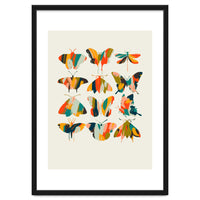 Colorful Butterflies