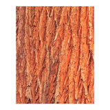 Tree Bark (Print Only) thumbnail