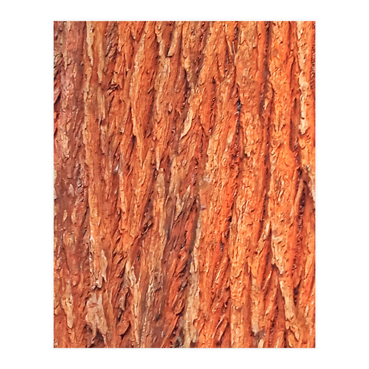 Tree Bark (Print Only)