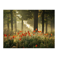 The poppy forest (Print Only)