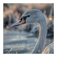 Close Up Of A Swan Covered In Frost (Print Only)