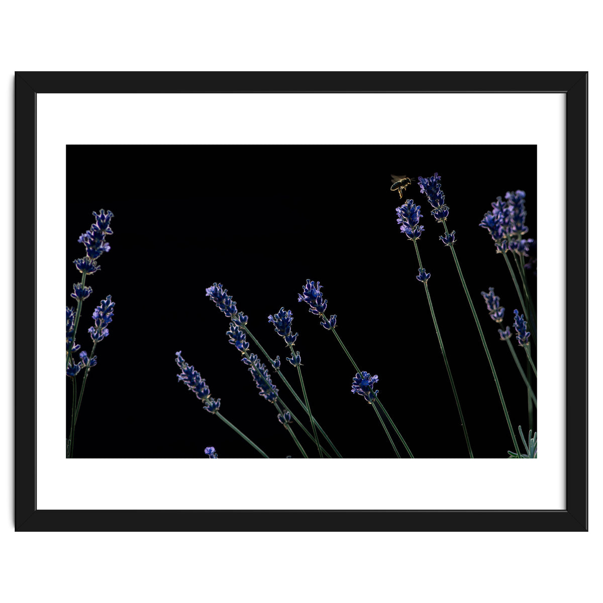 Honeybee and lavender