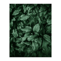 New Foliage Green Ii (Print Only)