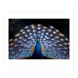 Close Up Peacock Showing Its Beautiful Feathers (Print Only) thumbnail