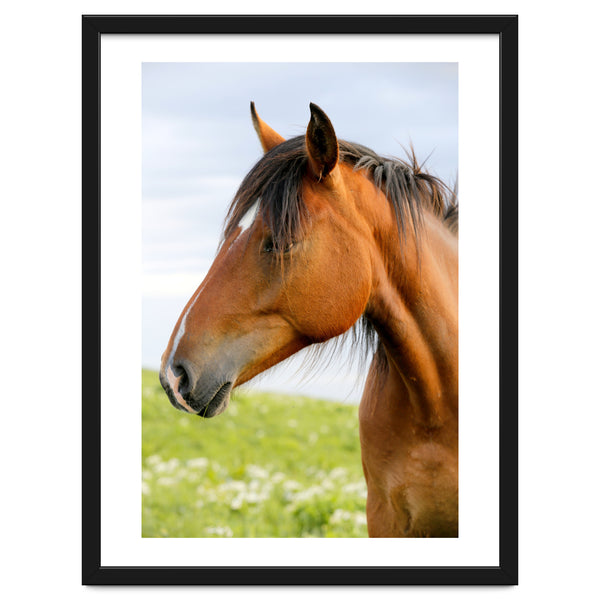 Horse Portrait