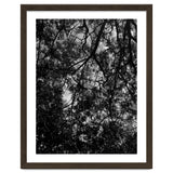 Tree From Below Black Silhouette thumbnail