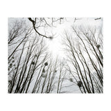 Bare trees in the winter sky (Print Only) thumbnail