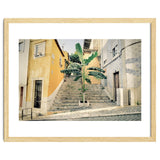 Lisbon Palm Tree thumbnail