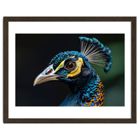 Close-up of a Peacock’s Head