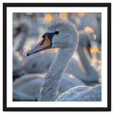 Majestic Swan Close Up With Water Droplets thumbnail