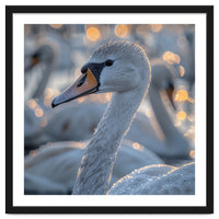 Majestic Swan Close Up With Water Droplets