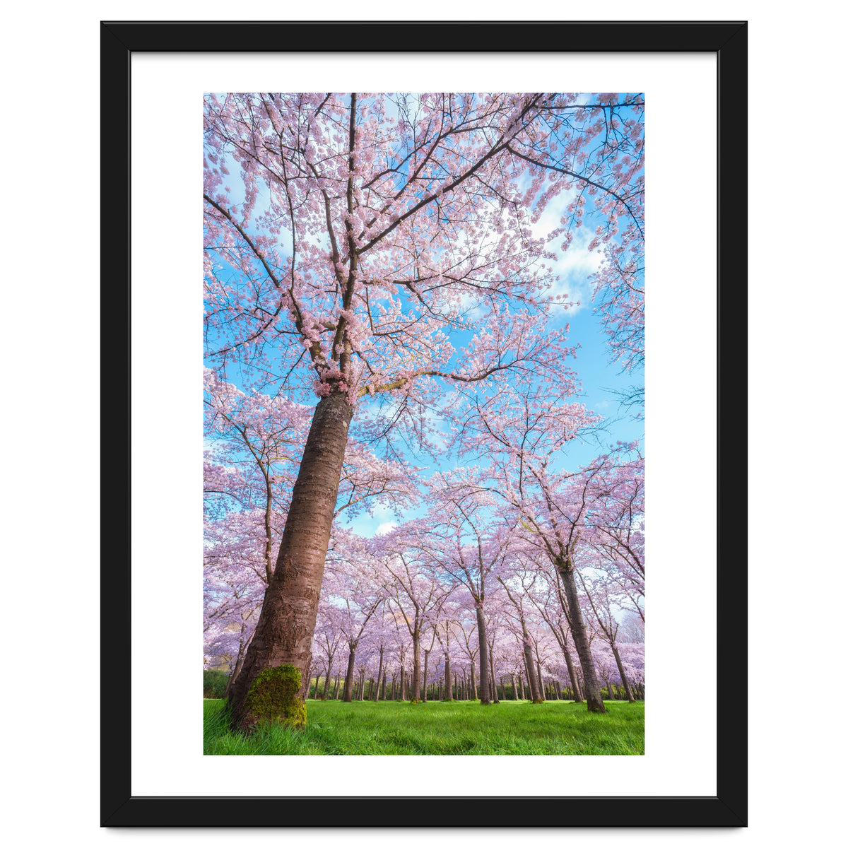 Spring in optima forma