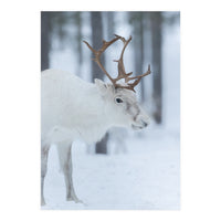 Portrait of a reindeer (Print Only)