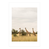 Giraffes in the Wild (Print Only)