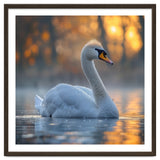Beautiful Swan Floating On Water At Sunset thumbnail
