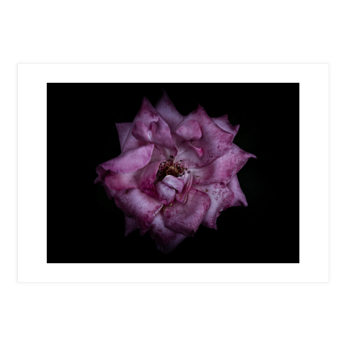 Backyard Flowers No 111 Color Version (Print Only)