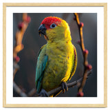 Close Up Of A Colorful Jenday Conure thumbnail