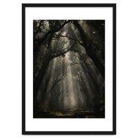 Enchanted Canopy: Mystical Forest Path
