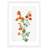 Mary Vaux Walcott – Scarlet Globe Mallow (Sphaeralcea grossulariaefolia) (1927) thumbnail