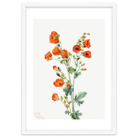 Mary Vaux Walcott – Scarlet Globe Mallow (Sphaeralcea grossulariaefolia) (1927)