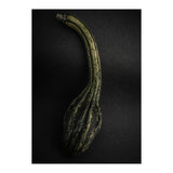 Gourds No 9 Color Version (Print Only) thumbnail